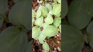 Doğada Yaşamla Mücadele Fight Against Life In Nature Odun