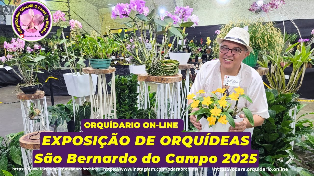 ✅👍 Exposição de Orquídeas de São Bernardo do Campo 23 e 24 de agosto 2025 #orquideas #cattleya