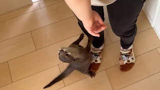 赤ちゃんたちが帰宅時のカワウソの反応 Otter reaction when babies come home