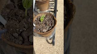 My babies are growing!🌱💚 #beginnergardener #lifevlogger #content #followformore
