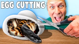 Snake Egg Cutting On Rare Snakes!