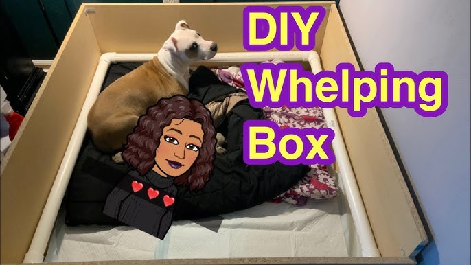 How to Set up a Whelping Box and Whelp Puppies Successfully - PetHelpful