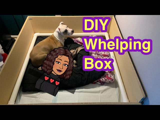 How to Set up a Whelping Box and Whelp Puppies Successfully - PetHelpful
