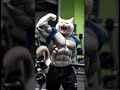 Cat at the Gym