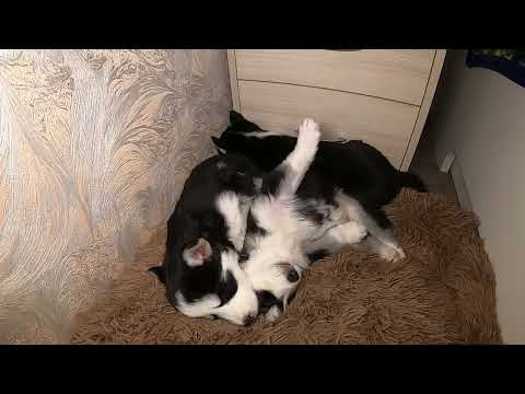 Video: Puppy storyteller Azbukvarik 9996870