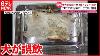 【ポイ捨てマスク】犬の“誤飲”が増加  ウミガメの排泄物にも…