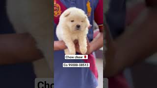 any information Co.9988008513   #dog #chowchow #puppy #adorabledog #cute #cutepuppy #realdog #dogs