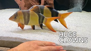 ARE THESE THE BIGGEST CLOWN LOACHES IN THE UK??