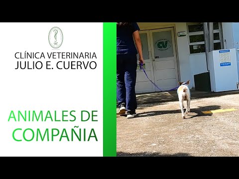 Cl铆nica de Peque帽os y Grandes Animales - Julio E Cuervo - Universidad de C贸rdoba (Col). hqdefault