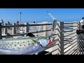 Simple rig to catch spanish mackerel fishing fort desoto pier