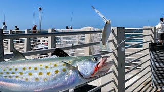 Simple Rig To Catch Spanish Mackerel (Fishing Fort Desoto Pier)