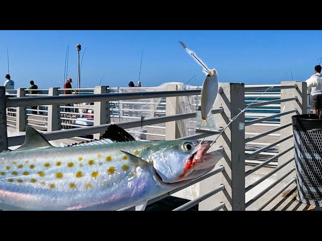 Simple Rig To Catch Spanish Mackerel (Fishing Fort Desoto Pier