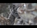 Сибирская кабарга - Siberian musk deer (Энциклопедия животных)