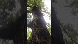 #trees #treespirits #witch #witchcraft #treemagic #druidry #spiritual #spirits #magic #greenwitch