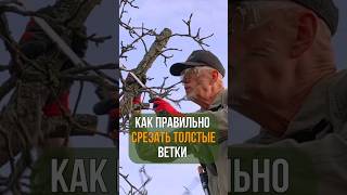 Как ПРАВИЛЬНО СРЕЗАТЬ толстые ветки