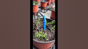 Béc tưới nhỏ giọt cho cây trồng trong chậu GIÁ RẺ #becnhogiot