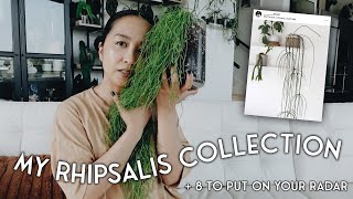 my little rhipsalis collection & a few on my wishlist