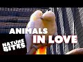 Animals in love  nature bites