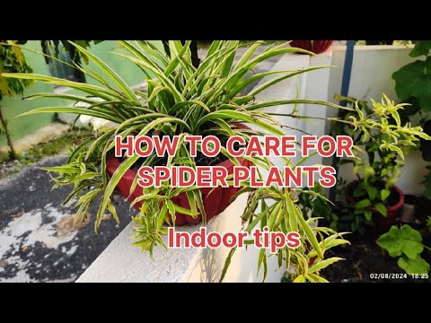 Tips for Spider Plant | How to save dying Spider Plant | स्पाइडर प्लांट कैसे बचाएं #viral#shorts