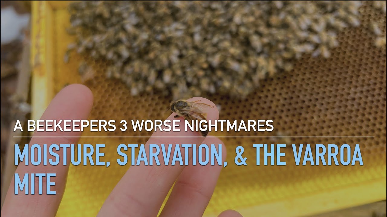 A Beekeepers 3 Worse Nightmares - Moisture, Starvation, Varroa Mites
