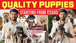 Dogs For Sale | Dog Kennel In Chennai | Zoom Pets | Sanjaysamy | Vlog #68