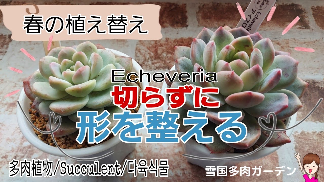 エケベリアを切らずに形を整える/植え替え/葉挿し/アイスグリーン