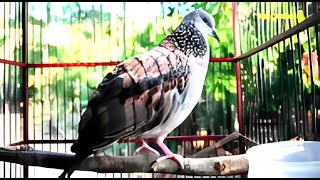 Rahasia Suara Pancingan Derkuku Kuk 7 yang Membuat Burung Tekukur Langsung Nyaut