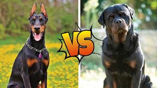 Rottweiler vs. Doberman Showdown – Battle of the Titans!