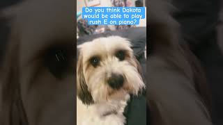 Dakota might try to learn how to play piano #dog #piano #rushe #piano #dogsplaying #fypシ゚ Dakota might try to learn how to play piano #dog #piano #rushe #piano #dogsplaying #fypシ゚