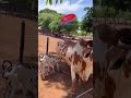 Estrela fiv  V3_ a atual grande campeã da Expozebu 2023. #leilaodegados #fazenda #brasil
