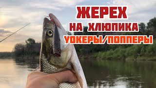 ЖЕРЕХ НА ХЛЮПИКА | УОКЕРЫ И ПОППЕРЫ ДЛЯ ЖЕРЕХОВОЙ ЛОВЛИ