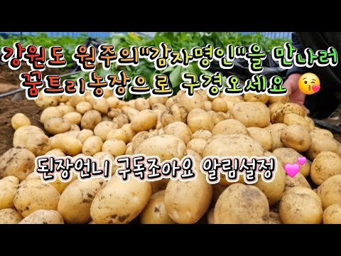 #강원도 햇감자 5키로 특가#꿈트리농장 #햇감자 #구독자#이벤트
