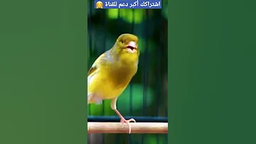 تغريدة ذكر كناري هائج لتجهيز الأناث للتزاوج حصرا Singen Canari Vogel 