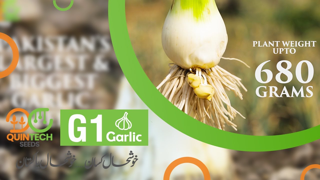 Pre Order Booking Open | QuinTech Seeds | G1 Garlic