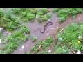 Snake eating rat at pune river flood 2016
