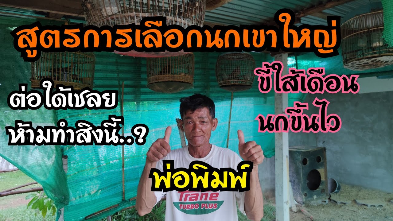 ดูให้จบ ครบเครื่องเรื่องนกเขาใหญ่..ความรู้เต็มๆครับผมคลิปนี้..