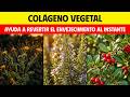 20 plantas que contienen colágeno y que ayudan a revertir el proceso de envejecimiento al instante.