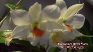 Dendrobium Dawn Maree G J W  AM AOS screenshot 3