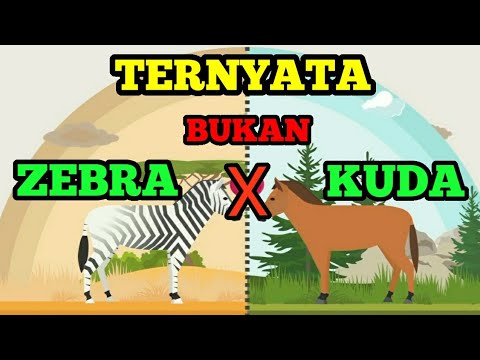 Video: Melihat Belang, Atau Mengapa Zebra Tidak Menjadi Pasien Yang Baik