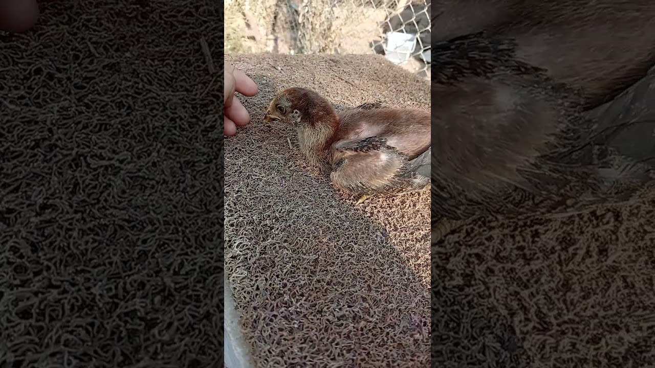 สวัสดียามเช้าคับ0944078517