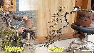 How to bend a bonsai - guide to create beautiful bonsai, bonsai art#8