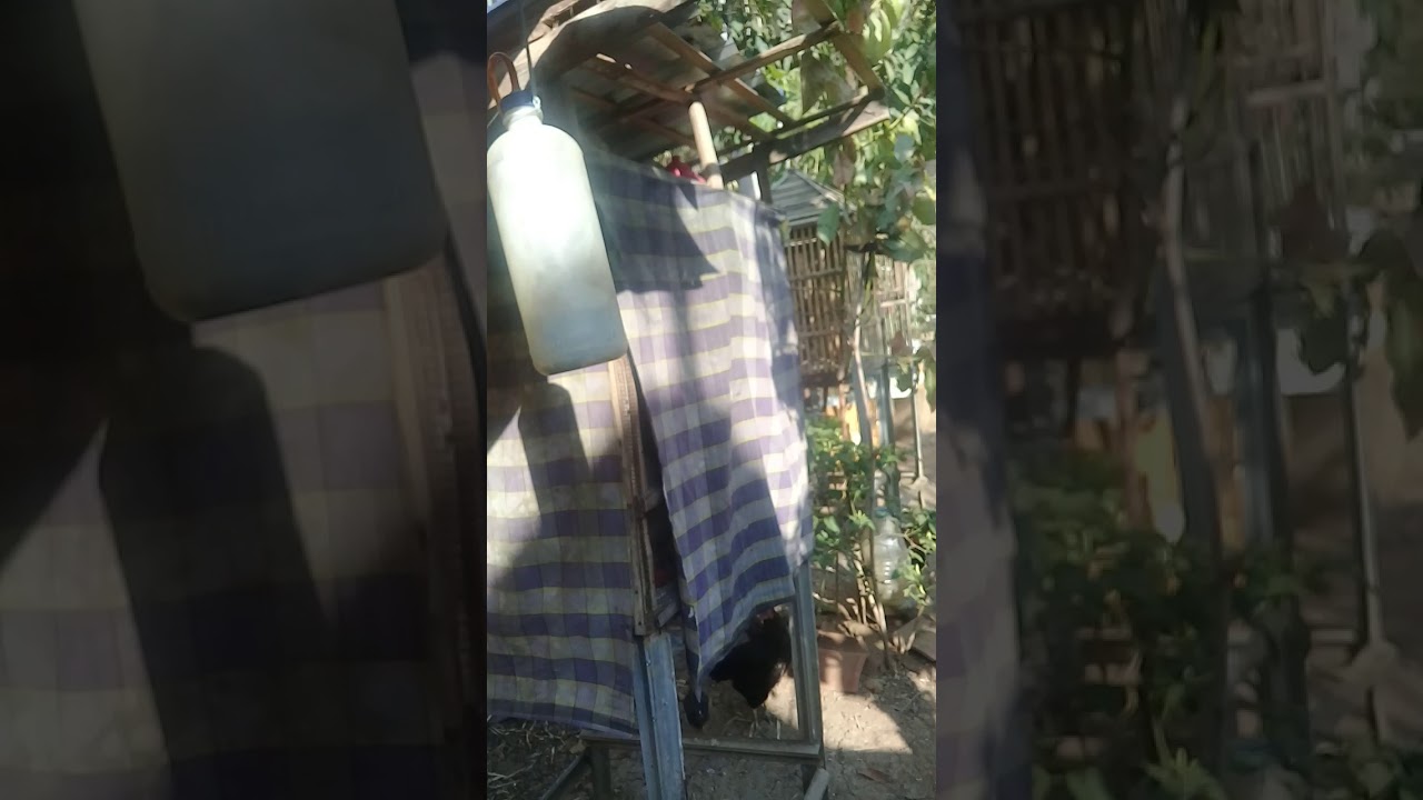 Cara belajar ternak perkutut 