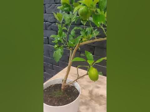 Лаймкват Таварес #растения #plants #flowers - YouTube