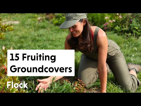 Video: Plante de cânțișor - Cum să crești acoperirea solului de bunchberry