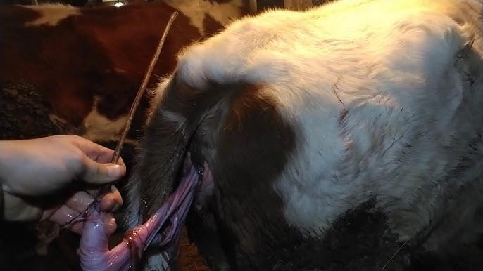 Еркек мас, ал басқалардың әйелдері блять.