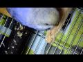 セキセイインコ　＊　かじり木コーンをガリガリ