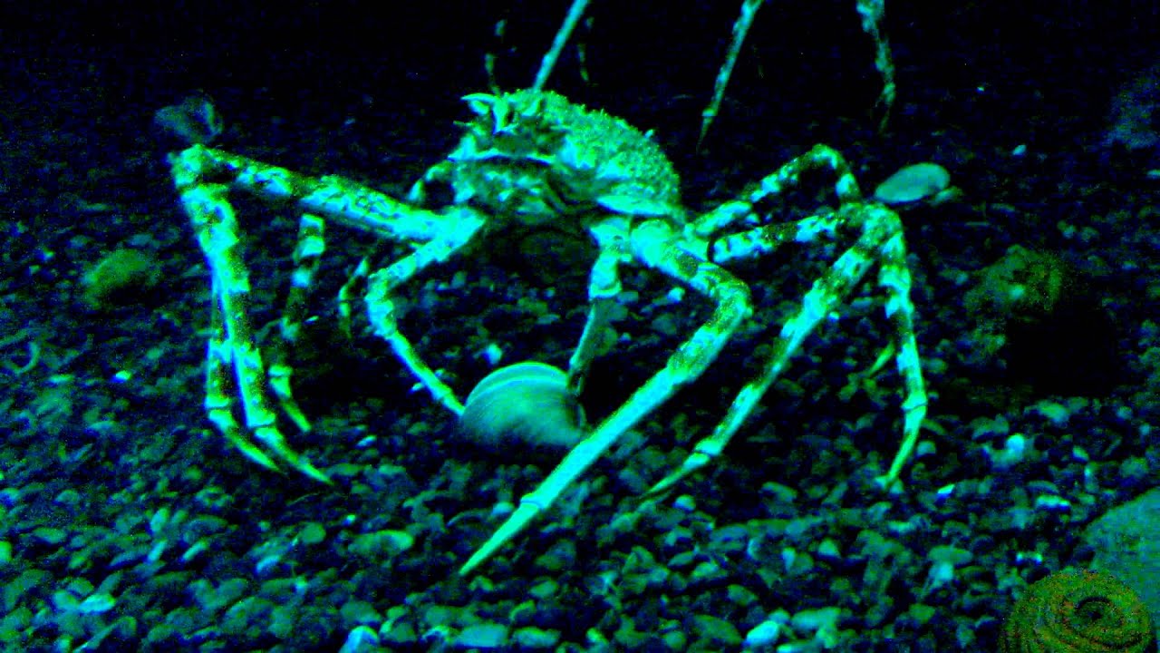 Everything You Need To Know About Japanese Giant Spider Crabs