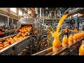 This Is How Orange Juice Gets Made in Massive Factory Operations.