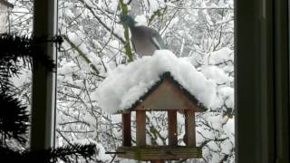 Pigeon visits the neighbourhood