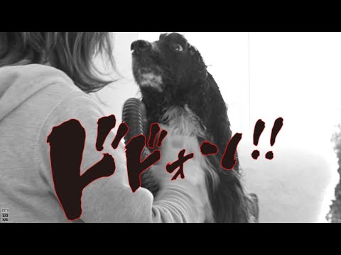 歌舞伎役者並みに目力が強い愛犬